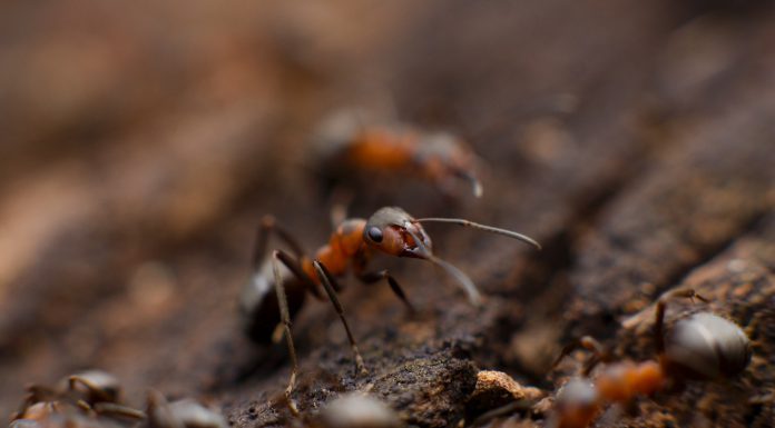 Ant Financial raises $14bn in Series C financing