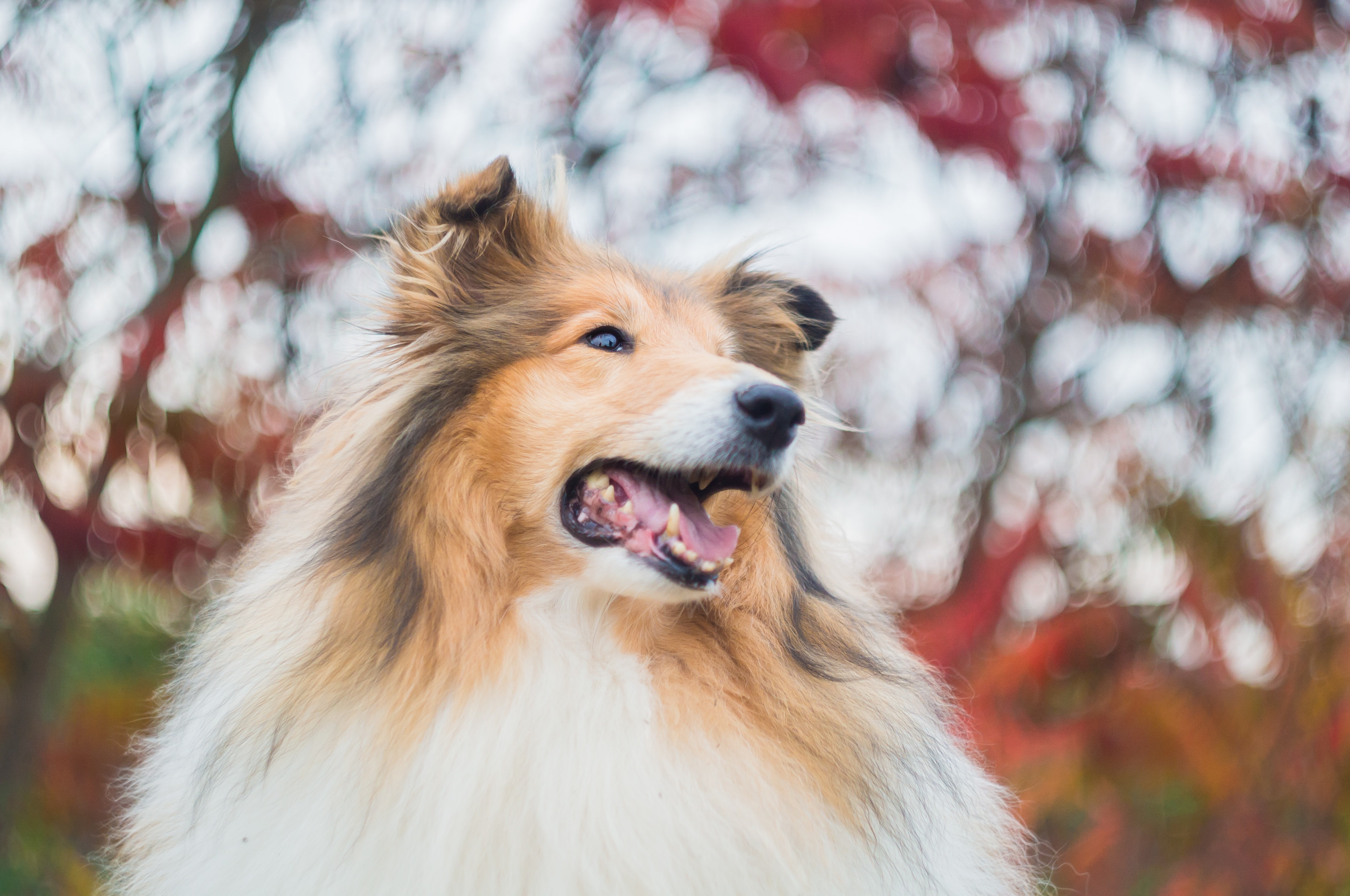 Swedish pet insurer Lassie gets paws on €11m - FinTech Global