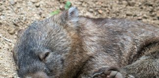 Micro investing platform Wombat closes Series A