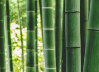 Bamboo closes Series A to bolster transparent insurance service