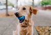 Fetch-by-the-dodo-pet-insurance-insurtech