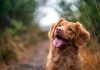 NFP teams up with Petline for pet insurance in the US NFP-partners-petline-insurance-company-pet-insurance-US