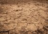 PCRIC-to-launch-early-trigger-drought-protection-COP27