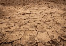 PCRIC-to-launch-early-trigger-drought-protection-COP27
