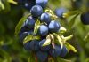 Smart money app Plum is UK's fastest growing FinTech