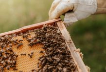 BeeHero-raises-$42m-series-b-funding-mitigating-pollenation-risk-global-food-security