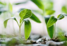 Seeds Investor bags seed funding to help offer personalised investing