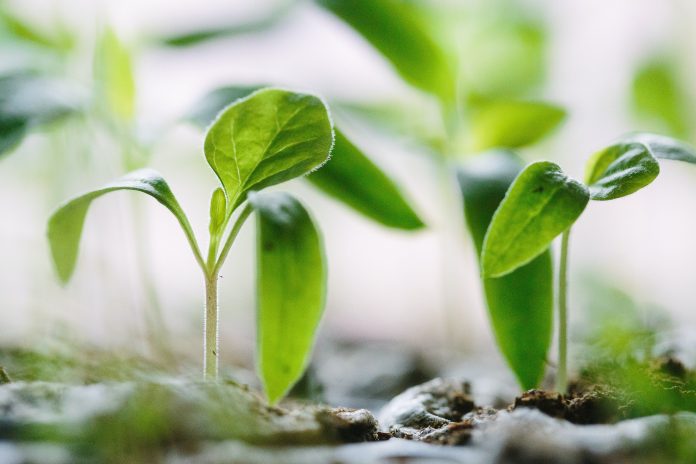 Seeds Investor bags seed funding to help offer personalised investing