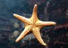 Starfish-specialty-raises-$2.5m-insurance-startup-managing-general-agent-MGA-second-funding-round-insurtech