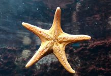 Starfish-specialty-raises-$2.5m-insurance-startup-managing-general-agent-MGA-second-funding-round-insurtech
