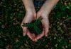 TreeCard raises €23m to help consumers with planting trees