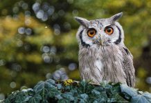 InsurTech-DigitalOwl-joins-forces-with-RGA-for-streamlined-underwriting