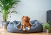 Booming pet technology presents opportunity for insurers, Cloud Insurance says Pet-technology-opportunity-for-pet-insurers-insurance