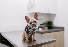 FirstVet-teams-up-for-pet-insurance-marketplace
