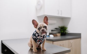 FirstVet-teams-up-for-pet-insurance-marketplace