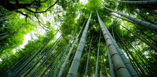 Bamboo-insurance-launches-homeowner-coverage-in-arizona-insurance-insurtehBamboo-insurance-launches-homeowner-coverage-in-arizona-insurance-insurteh