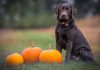 PetMed teams up with Pumpkin Insurance to offer pet insurance solutions PetMed-Express-teams-up-with-pumpkin-insurance-to-offer-pet-insurance-solutions