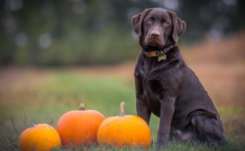 PetMed-Express-teams-up-with-pumpkin-insurance-to-offer-pet-insurance-solutions