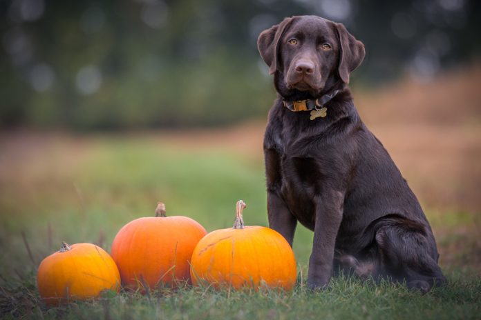 PetMed-Express-teams-up-with-pumpkin-insurance-to-offer-pet-insurance-solutions