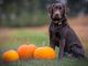 PetMed-Express-teams-up-with-pumpkin-insurance-to-offer-pet-insurance-solutions