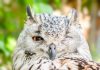 SendOwl