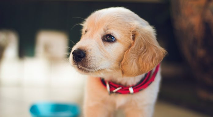 pet-insurer-waggel-teams-up-with-vet-ai-for-digital-vet-care-for-pet-owners