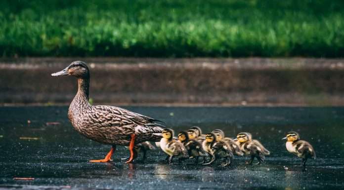 Duck-creek-technologies-completes-acquisition-vista-equity-partners-for-$2.6bn