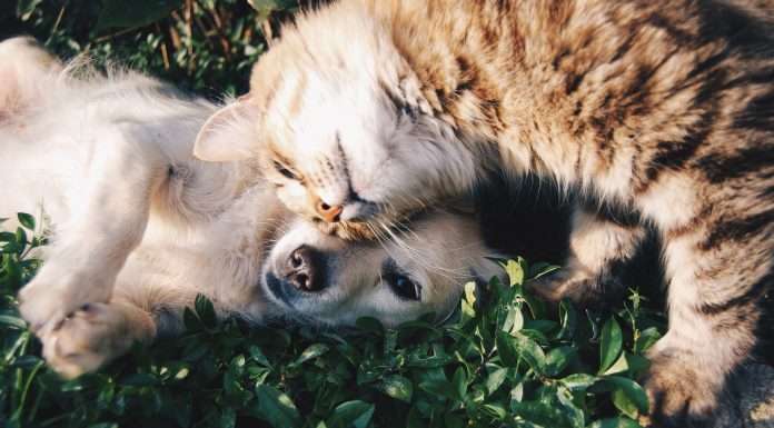 Fetch-pet-insurance-partners-with-viu-by-hub-to-expand-personal-offerings