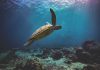 Turtlefin acquires InsurTech Last Decimal Turtlefin-acquires-insurtech-company-last-decimal
