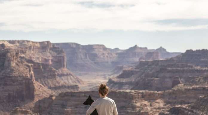 battleface-teams-up-with-bringfido-to-provide-pet-travel-insurance