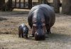 home-insurer-hippo-authorises-stock-repurchase-programme