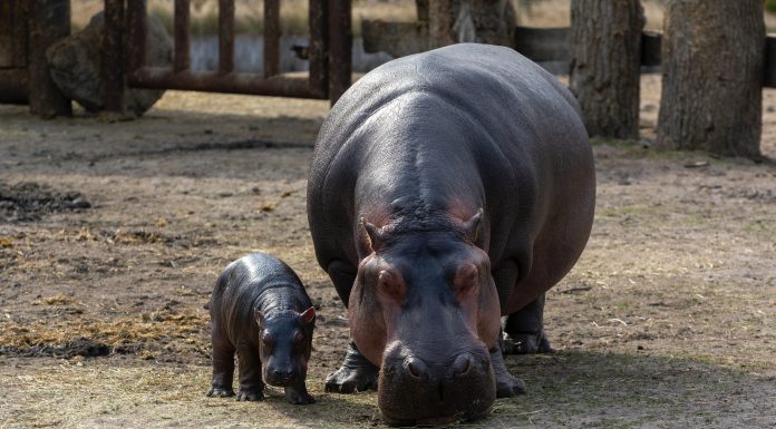 home-insurer-hippo-authorises-stock-repurchase-programme