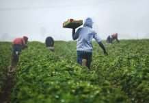 lemonade-crypto-climate-coalition-protects-over-7000-kenyan-farmers