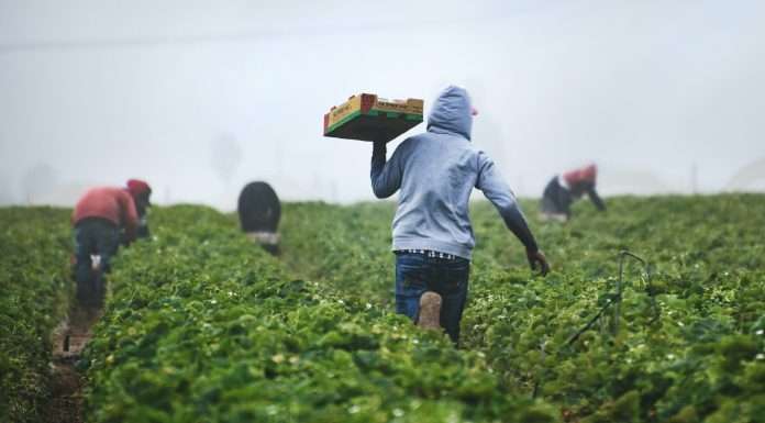 lemonade-crypto-climate-coalition-protects-over-7000-kenyan-farmers