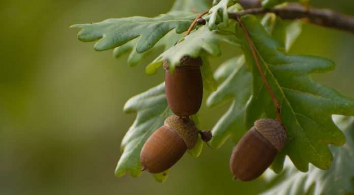 Acorns-acquired-GoHenry-to-deliver-financial-wellness-to-the-whole-familiy