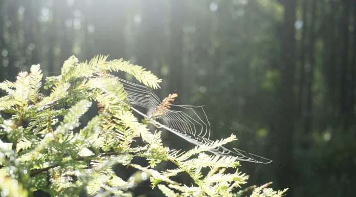 Carbon accounting firm nZero lands $16m in Series A nZero