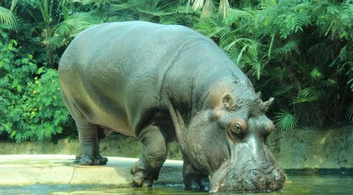 Hippo Insurance selects Opterrix to optimise claims workflows Hippo-insurance-selects-opterrix-to-optimise-claims-workflows