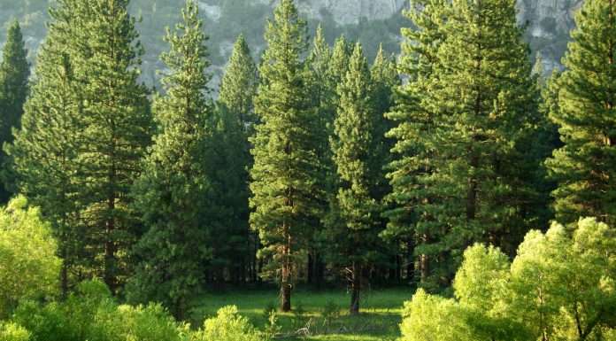 How was the first year of EU Taxonomy reporting?