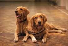 Pinnacle-pet-group-acquires-animal-friends-to-drive-pet-insurance-innovation