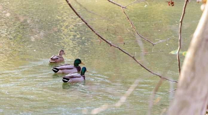 Silicon-valley-telematics-startup-novo-insurance-selects-duck-creek