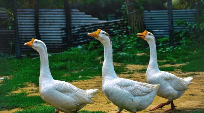 Goosehead Insurance and Vivint Smart Home team up to enhance home insurance goosehead-insurance-and-vivint-smart-home-team-up-to-enhance-home-insurance