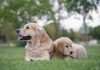 pet-insurtech-kanguro-officially-launches-health-insurance-plans-for-pets