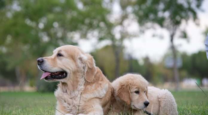 pet-insurtech-kanguro-officially-launches-health-insurance-plans-for-pets