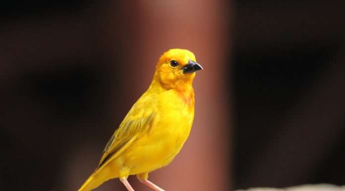 Risk management platform YellowBird bags $6.25m risk-management-platform-yelllowbird-bags-$6.25m
