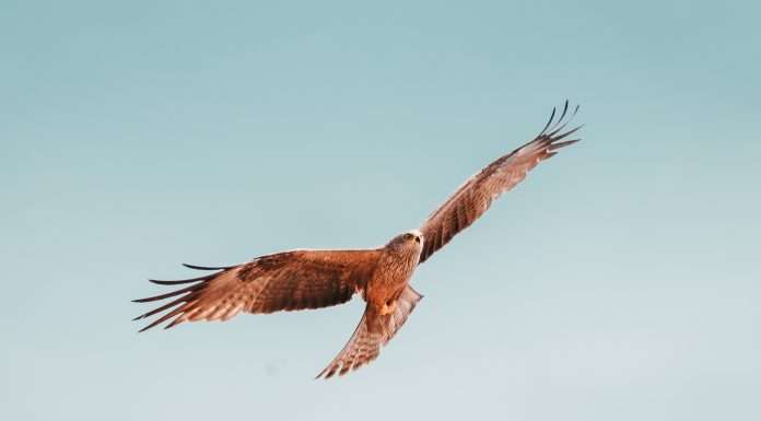 Alviere and Hawk AI join forces to revolutionise AML tech