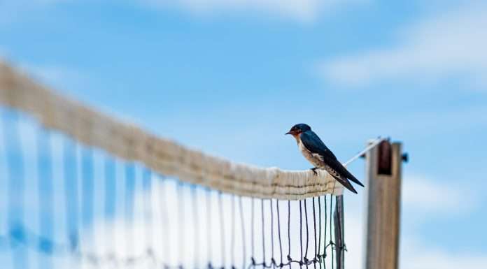 Berlin-based NetBird raises €1.1m to transform VPNs for businesses Berlin-based NetBird raises €1.1m to transform VPNs for businesses