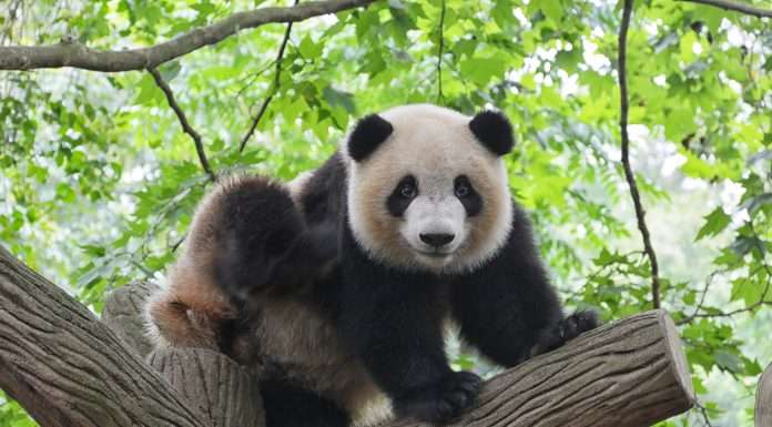 Bitpanda reveals $10m Bitpanda.AI, championing financial freedom