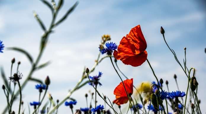 Clarity AI, GIST Impact team to develop biodiversity impact assessment product GIST