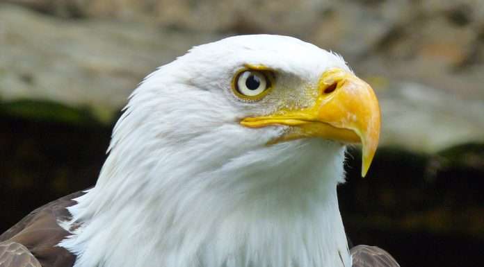 Eagle Eye Networks and Brivo secure $192m boost from SECOM Eagle Eye Networks and Brivo secure $192m boost from SECOM