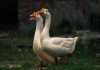 Goosehead-insurance-acquires-vivint-for-$5.5m